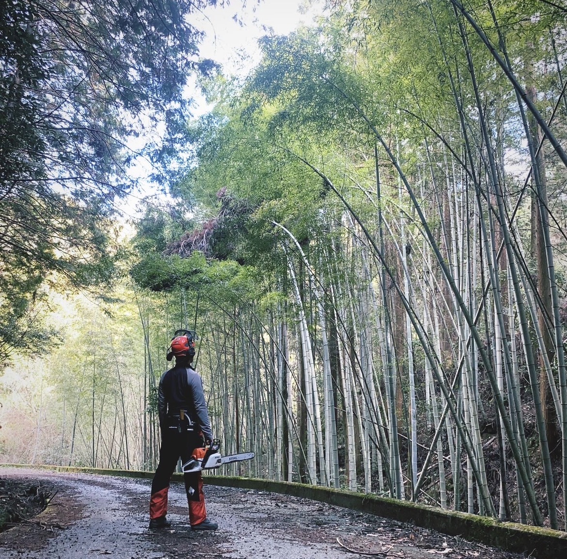 竹林のそばでチェーンソーを携えて立つ作業員